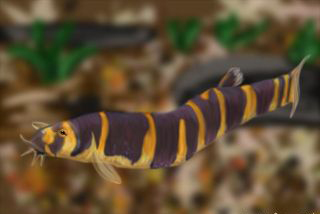 ACANTHOPHATHALMUS KUHLI
